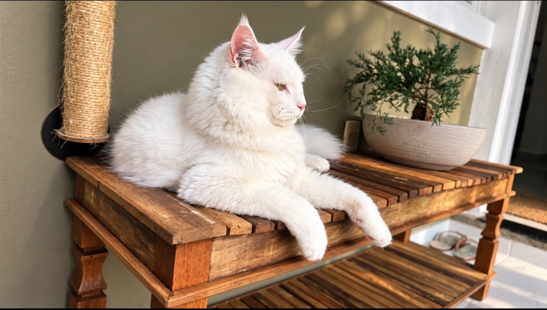 Sora, o gato que inspirou a IL Gatto